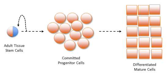 asymmetric self-renewal of stem cells 