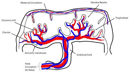 Ornella Parolini diagram of regions of the human placenta