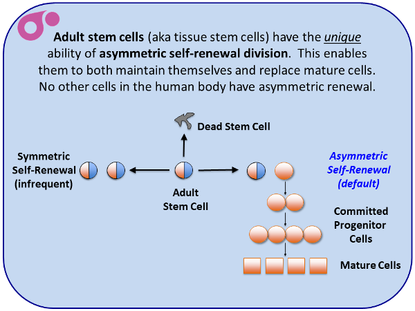 Kinetic Stem Cell Counting from Asymmetrex slide 2 of 13