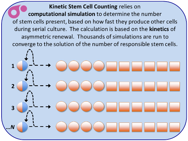 Kinetic Stem Cell Counting from Asymmetrex slide 6 of 13