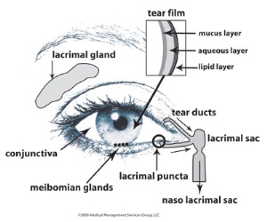 public domain diagram of the human eye