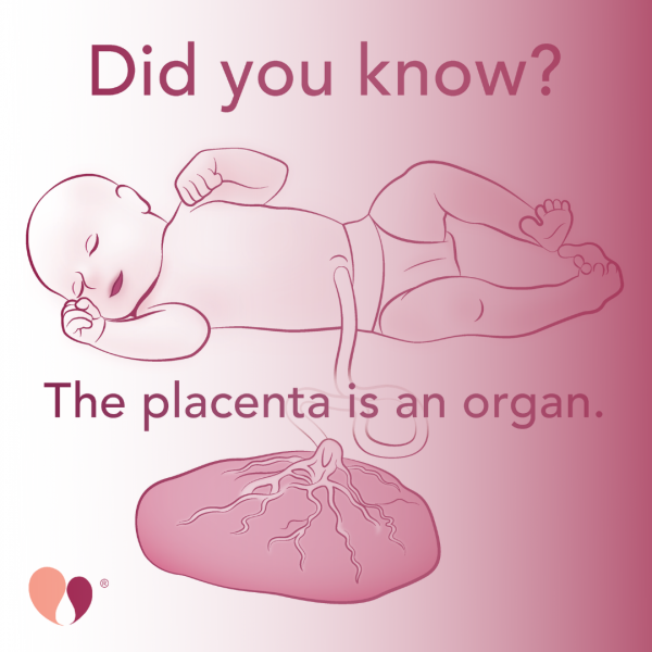 The Placenta is an Organ