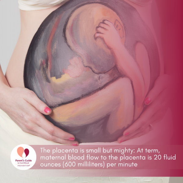 At term, maternal blood flow to the placenta is 20 fluid ounces (600 milliliters) per minute.