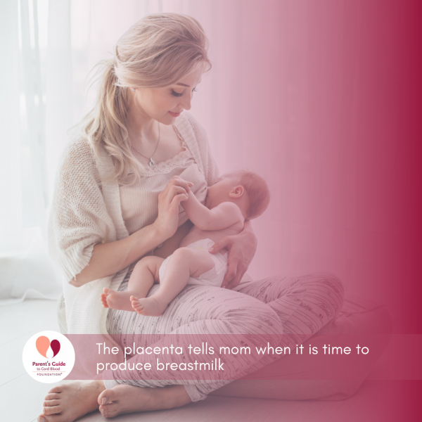 The placenta tells mom when it is time to produce breastmilk