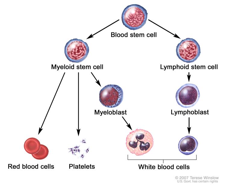 red blood cell diagram labeled for kids