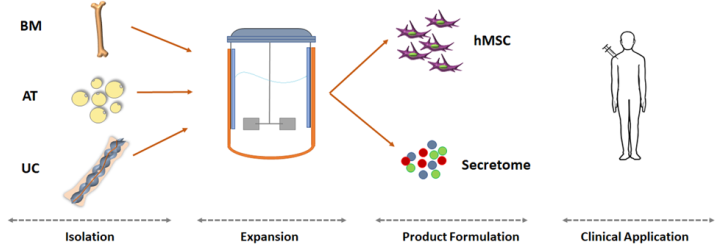 Growing MSC in Bioreactors - Key Parameters