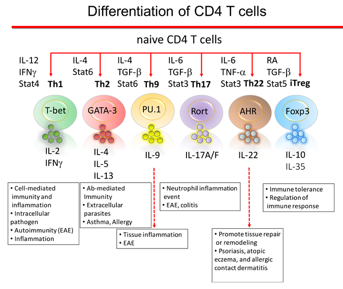 immune mediated diabetes