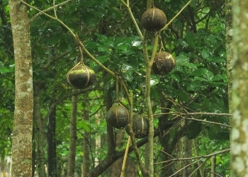 Placentas hanging in trees in the village of Bayung Gede, Bali