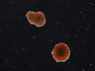 Stem Cells from Living Dead CFU2