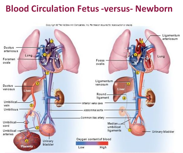 Blood Circulation: Fetus versus Newborn