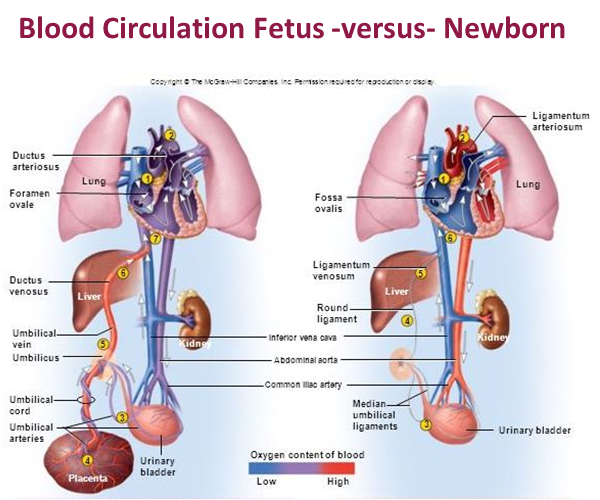 umbilical cord diagram