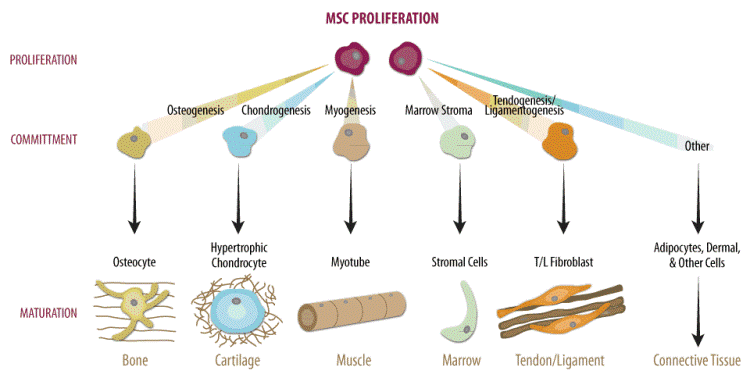 Not All Umbilical Cord Tissue Banks Are The Same Does Storage Method Compromise Parent Access