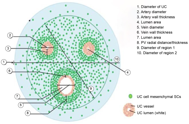 Understanding The Umbilical Cord - Cells For Life