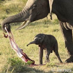 Placentophagy Elephant. Image Credit: James Nampaso