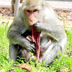 placentophagy Monkey