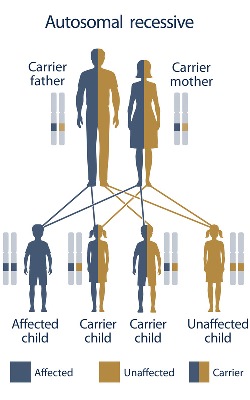 Sickle Cell Disease autosomal recessive inheritance