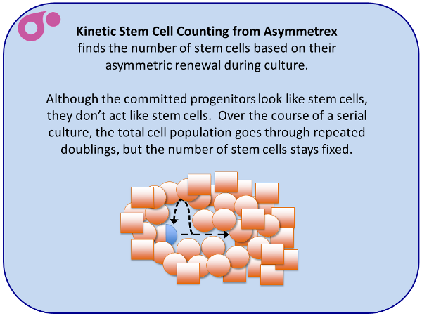 Kinetic Stem Cell Counting from Asymmetrex slide 5 of 13