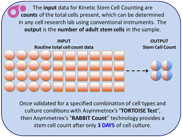 Kinetic Stem Cell Counting from Asymmetrex slide 7 of 13