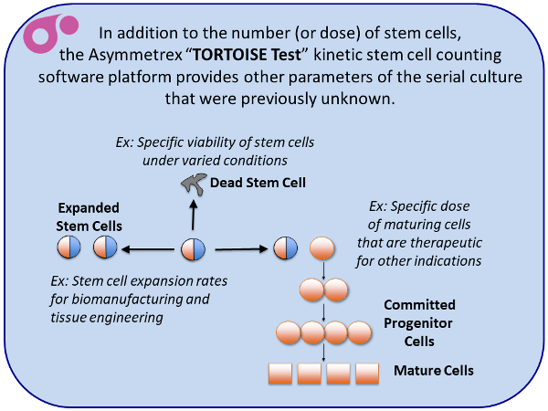 Kinetic Stem Cell Counting from Asymmetrex slide 9 of 13