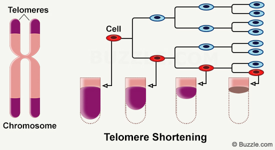 graphic of telomere shortening with cell division courtesy of Buzzle
