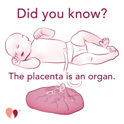 Did You Know? The placenta is an organ.