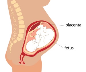 The placenta remains the least understood human organ (graphic from Shutterstock)