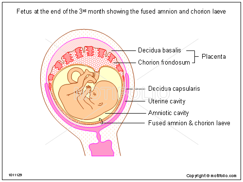 Fetus at the end of the 3rd month showing the fused amnion and chorion laeve