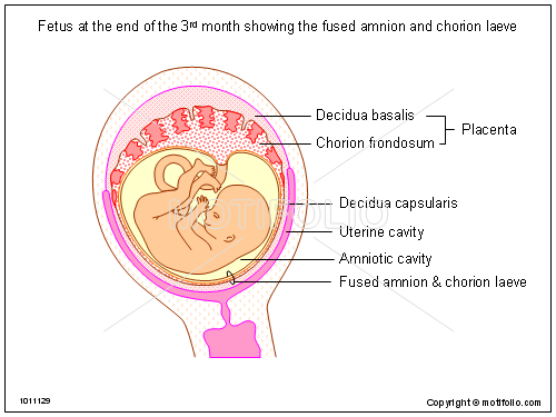 World's 1st Trial of Amnion Stem Cells for Premature Babies