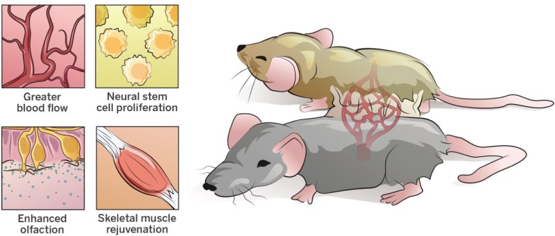 Parabiosis in Mice