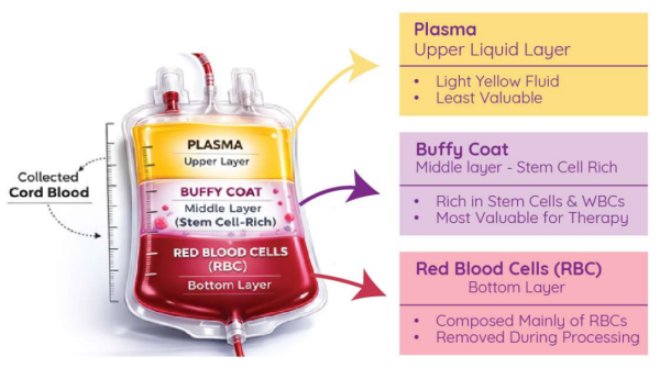 layers of cord blood after centrifugation