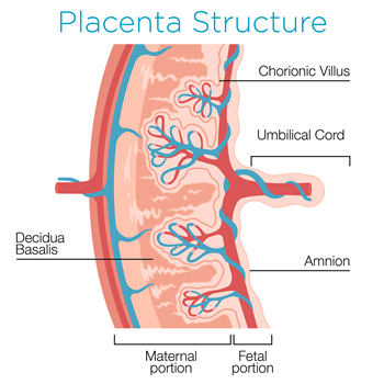 Placenta diagram showing maternal versus fetal sides