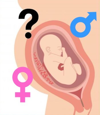 Your Placenta and Your Baby's Sex