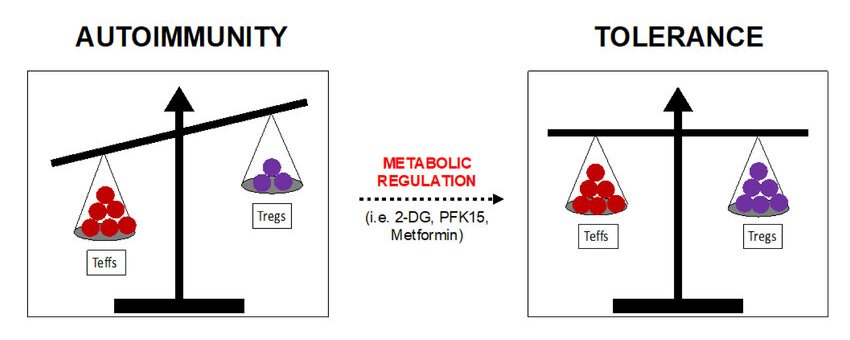 Image Credit: Fig 4 of Martins C, Piganelli J. Immunometabolism 2020; 2(2):e200010.