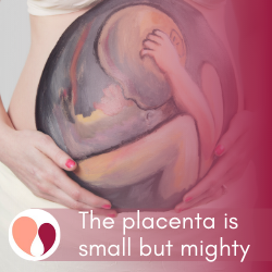 who does the placenta belong to