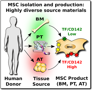 Therapeutic MSC Infusions: When more of a good thing is not always better