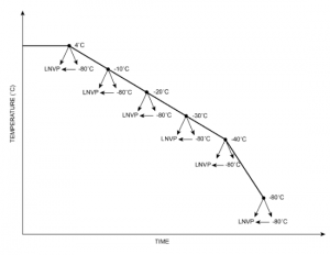 Schematic of freezing interuption study design