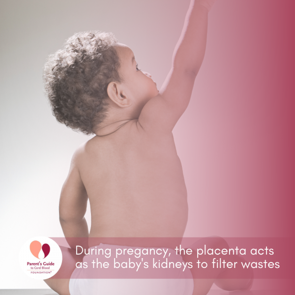 During pregancy, the placenta acts as the baby's kidneys to filter wastes