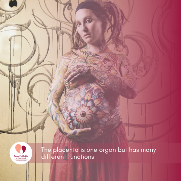 The placenta is one organ but has many different functions