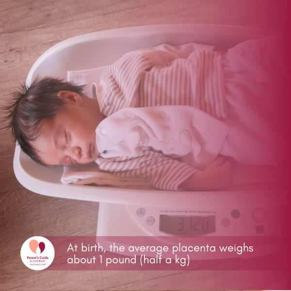 At birth, the average placenta weighs about 1 pound (half a kg)