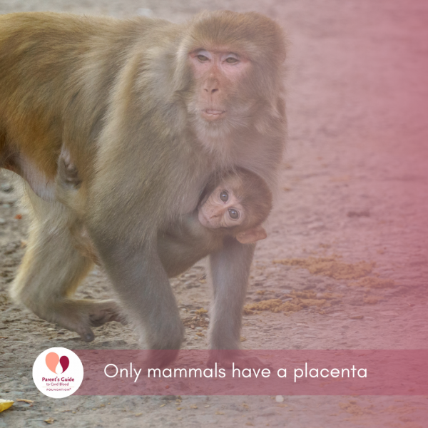 Only mammals have a placenta