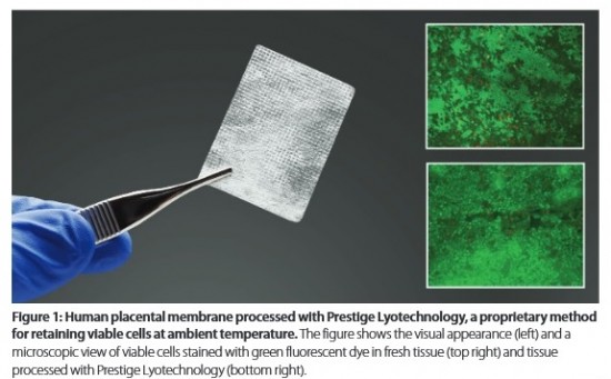 lyophilization cryopreservation alternative