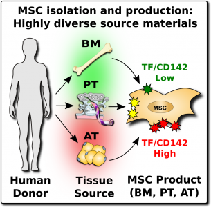 MSC infusions: more is not always better - image 1