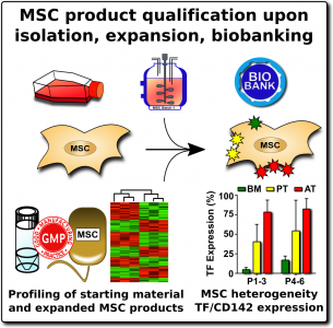 MSC infusions: more is not always better - image 2