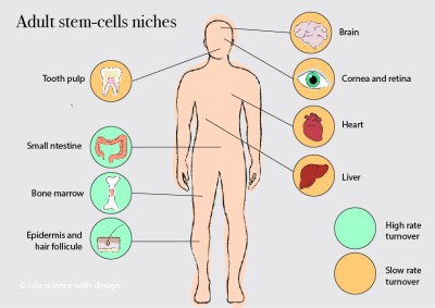 Stem cells exist throughout the human body