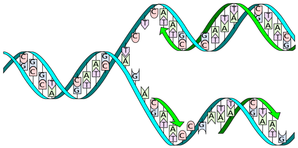 Wikipedia DNA split credit Madeleine Price Ball 