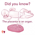 DID YOU KNOW? The Placenta is an Organ. DID YOU KNOW? The Placenta is an Organ.