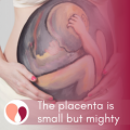 The Placenta is Small but Mighty