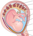 Placenta Decidua diagram credit Obgyn Key